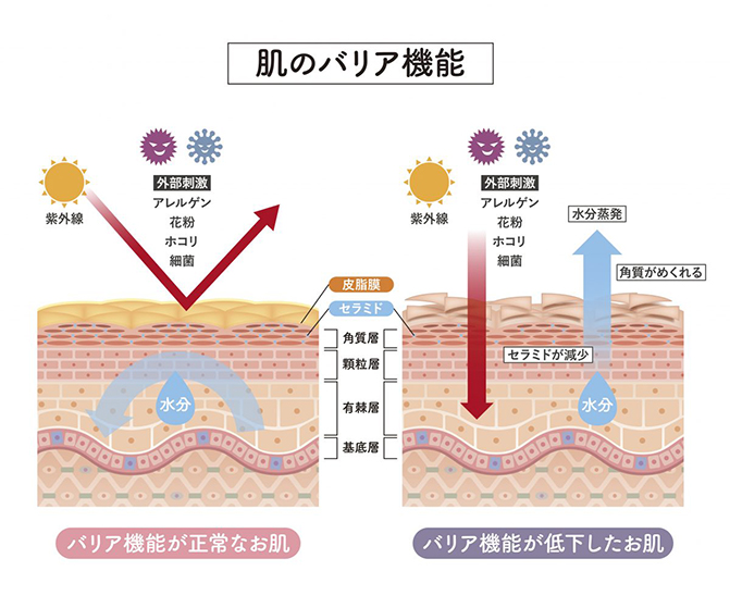 肌のバリア機能