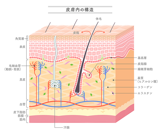 皮膚内の構造